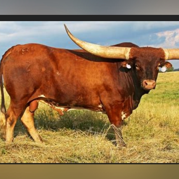 Steer CrossBody Purse - Picture 8 of 8